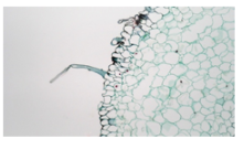 Receptor‐like protein kinases: Key regulators controlling root hair  development in Arabidopsis thaliana - Wei - 2018 - Journal of Integrative  Plant Biology - Wiley Online Library