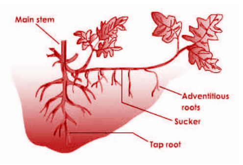 Chrysanthemum multiplies vegetatively by?(a) Suckers(b) Runners(c)  Stolons(d) Rhizomes