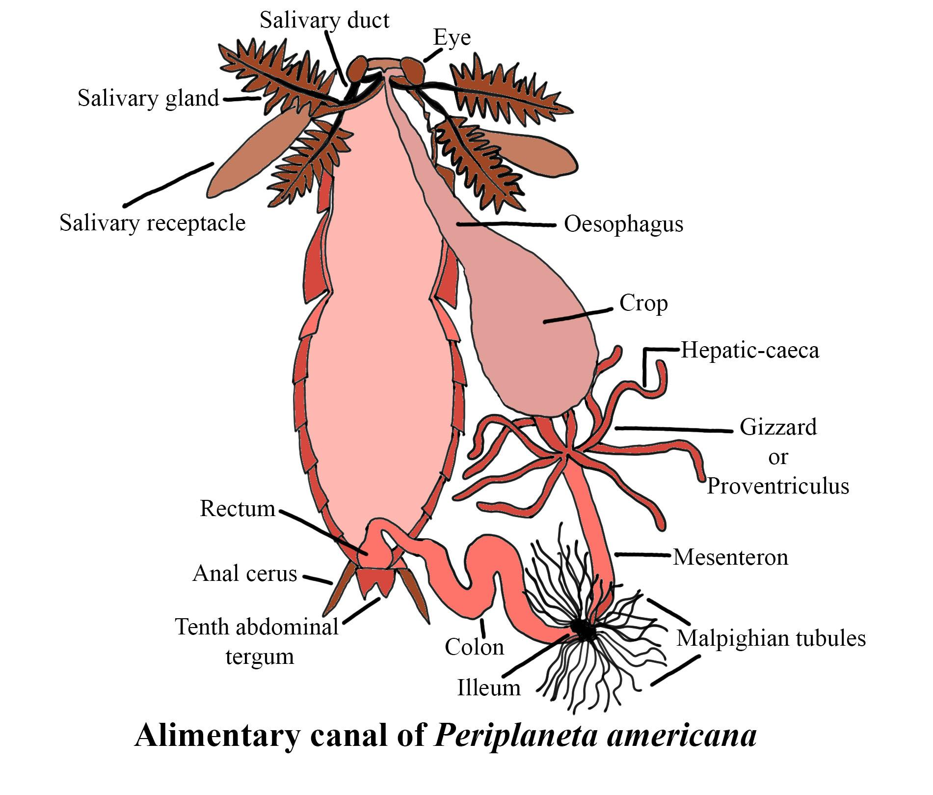 Maximum digestion takes place in which part of the class 11 biology CBSE