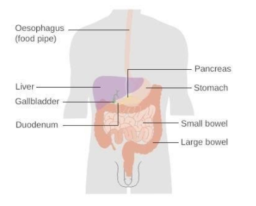 Schematic diagram of the vascular arrangement in the endocrine and... |  Download Scientific Diagram