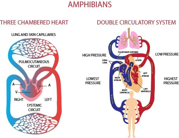 What is the function of a three chambered heart of an amphibian?