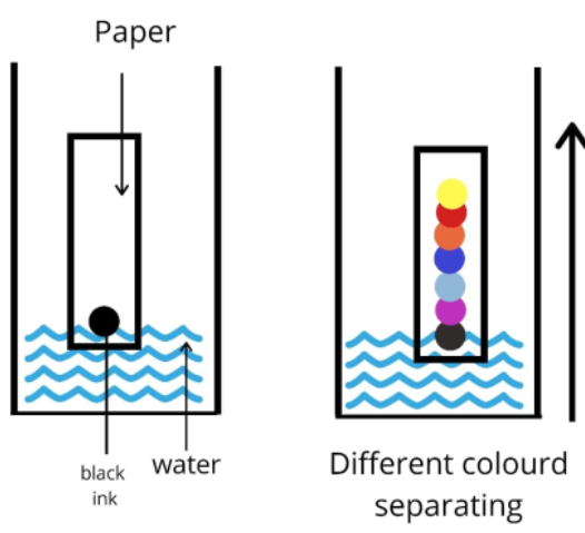 Paper Chromatography Diagram