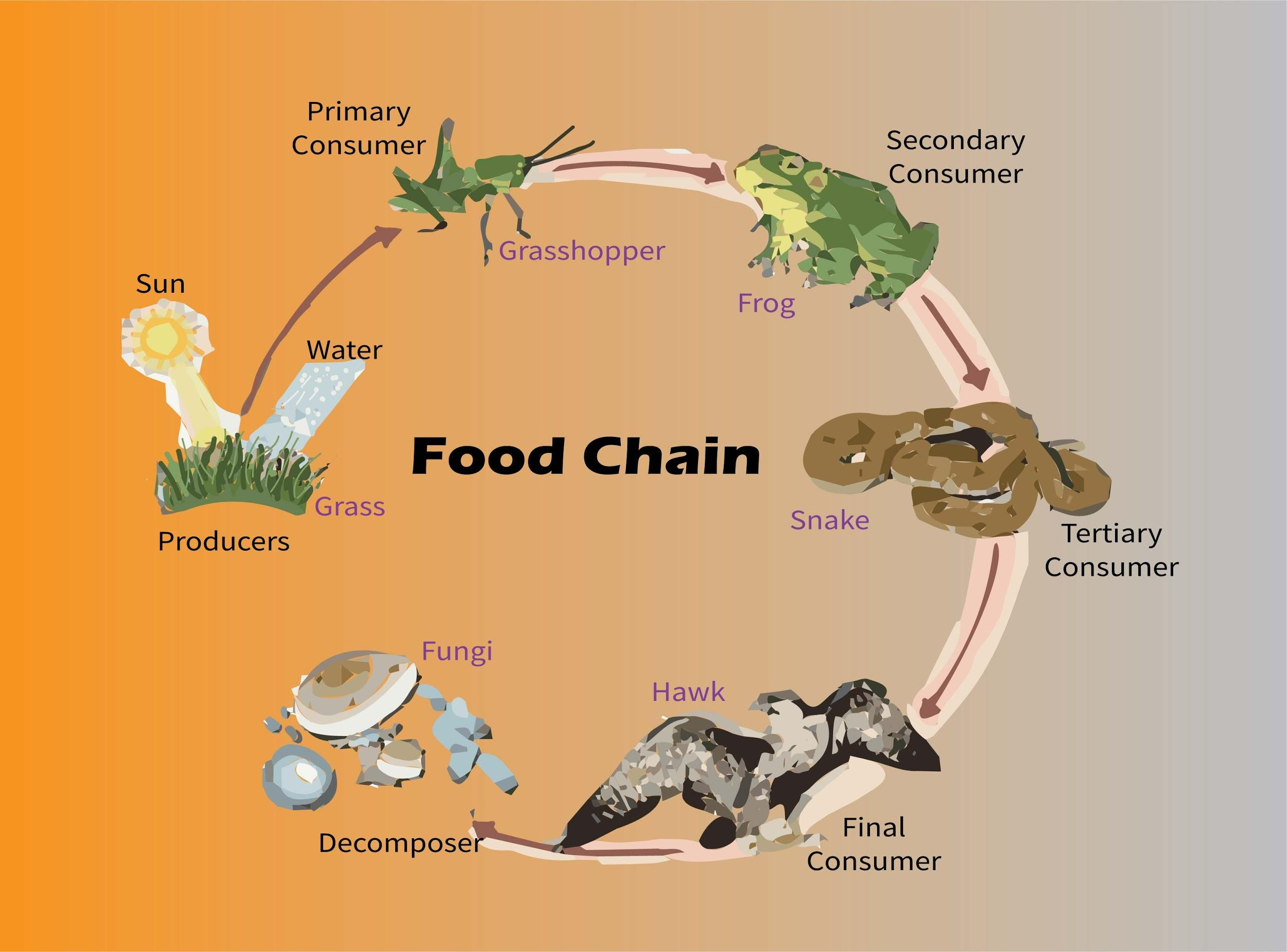 What is the correct food chain in grassland?(a) Grass Snake Insect Deer(b)  Grass Wolf Deer Buffalo(c) Bacteria Grass Rabbit Wolf(d) Grass Insect Frog  Snake