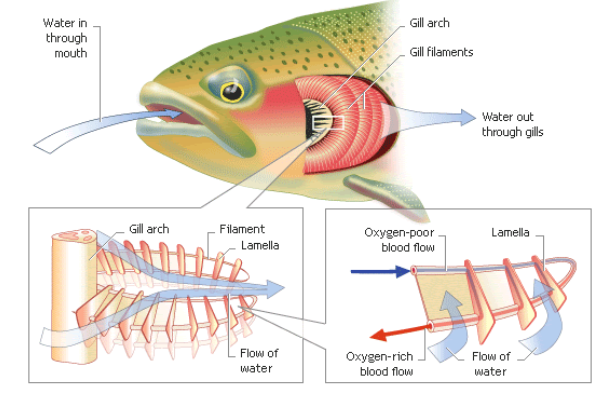 In fishes, gills are the respiratory organs and they are projections of  which of the following parts? A. NostrilB. Alimentary canalC. SkinD. None  of the above