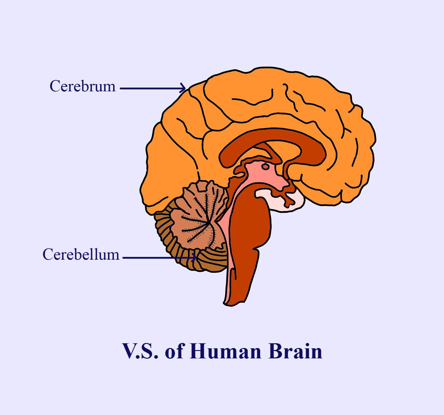 Diagram Of Human Brain In Vertical Section Clipart Etc | Images and ...