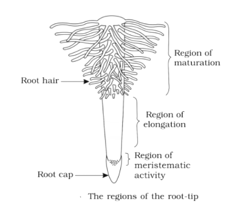 Discover more than 76 structure of root hair best