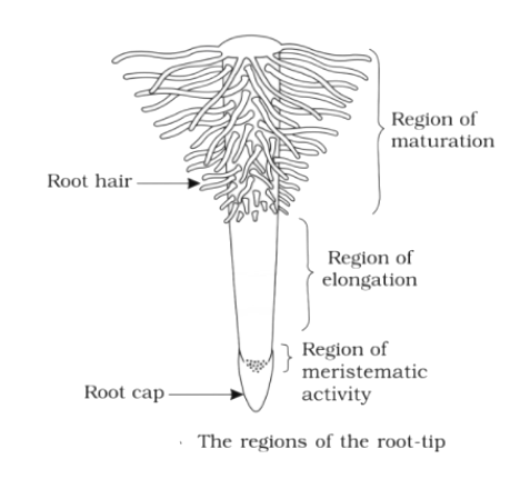 Hair Anatomy Overview Microanatomy of Anagen Phase Hair Microanatomy of  Catagen Phase Hair