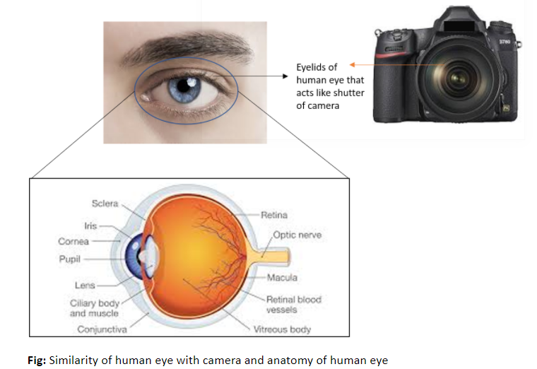 The entry of light in a photographic camera is controlled by the