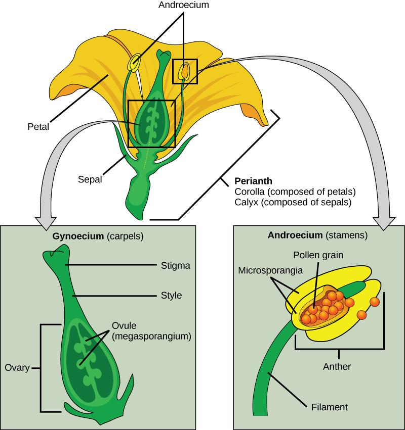 microsporangia in flowering plants are located in the