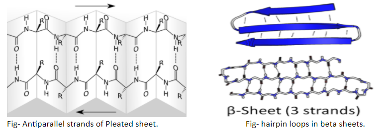 Secondary Protein Structure Beta Pleated Sheet
