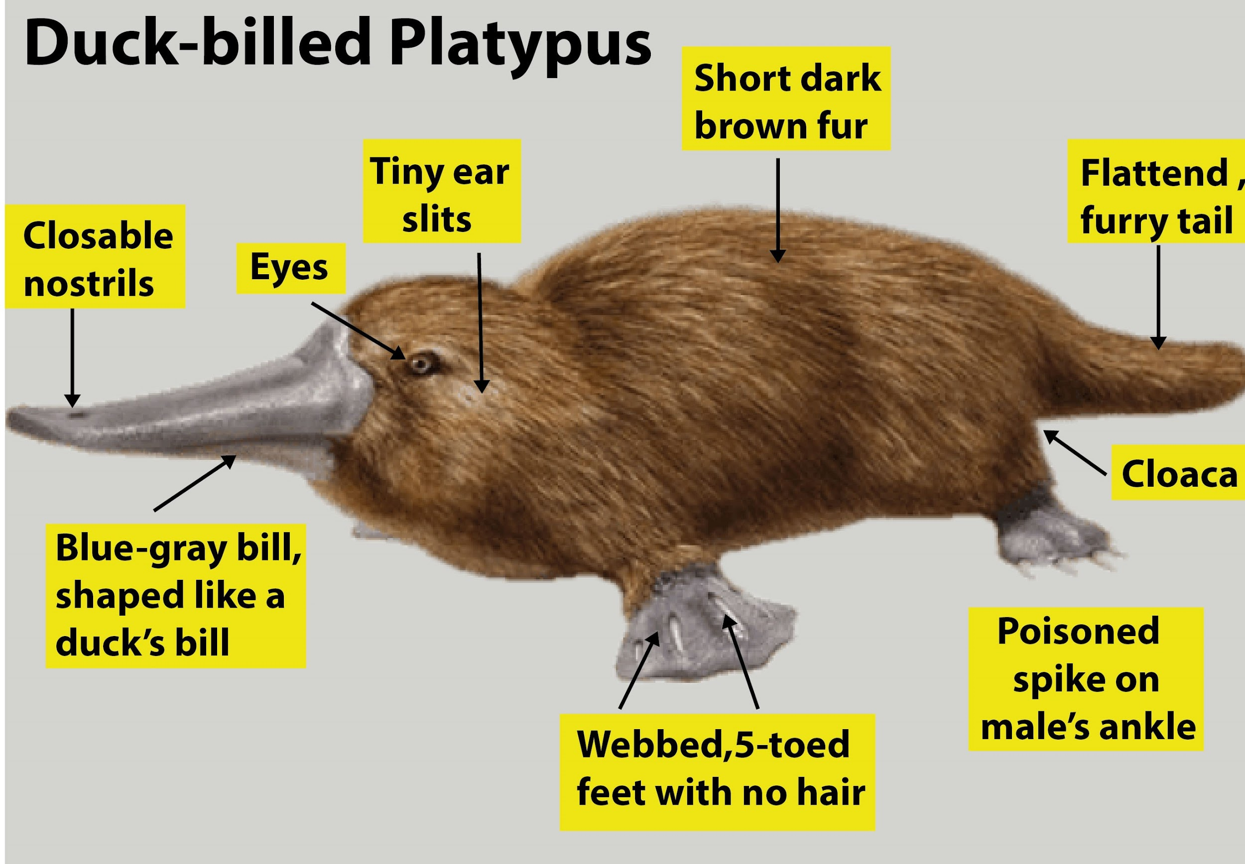 Which of the following animals give birth to live ones?(a)Ornithorhynchus  and Echidna(b)Macropus and Pteropus(c)Balaenoptera and Homo sapiens(d)Both  (b) and (c)