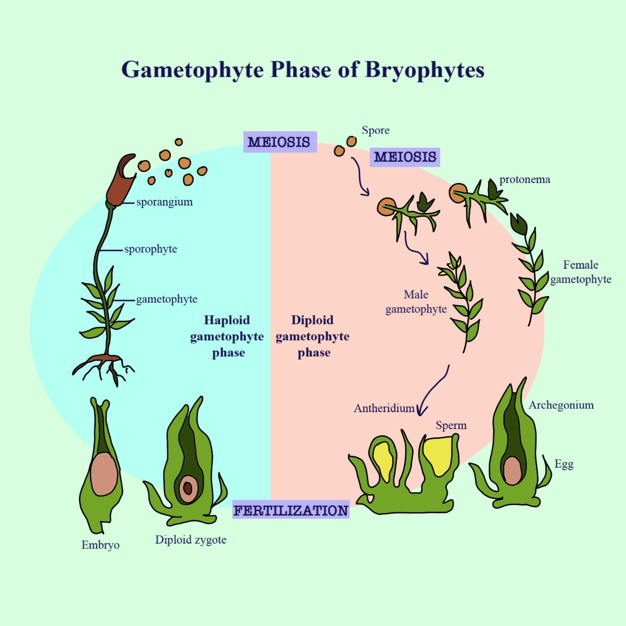 Bryophyte Definition Characteristics Life Cycle And Examples - Riset
