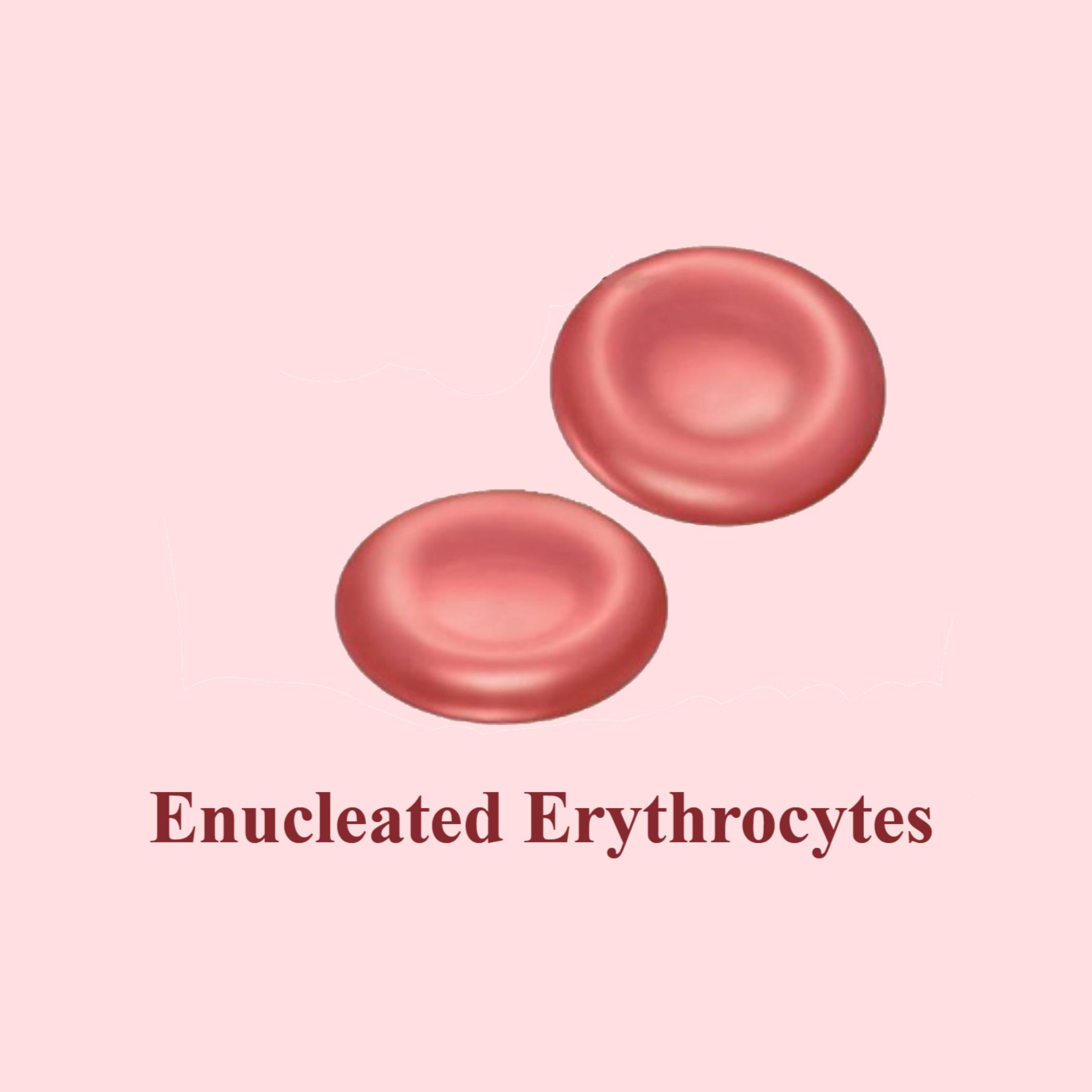 Which of the following animals has enucleated erythrocytes ?A)EarthwormB)CuttlefishC)FrogD)Rat