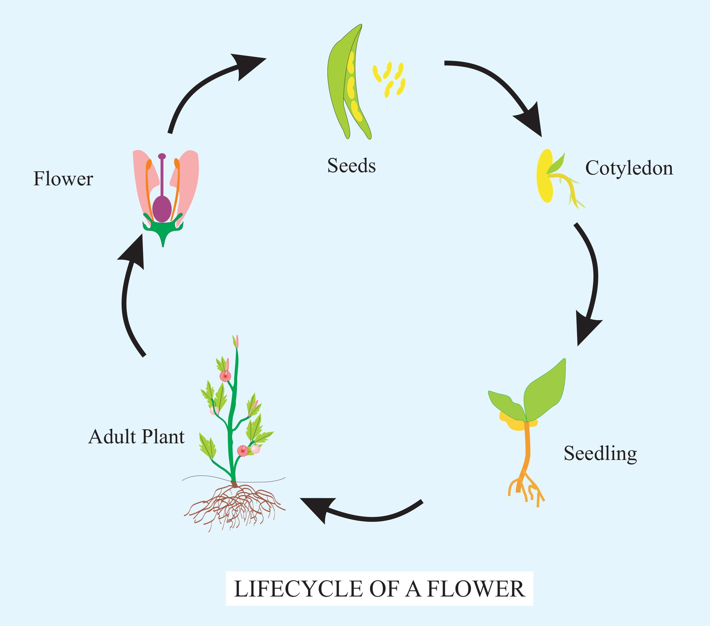 life cycle of a flowering plant