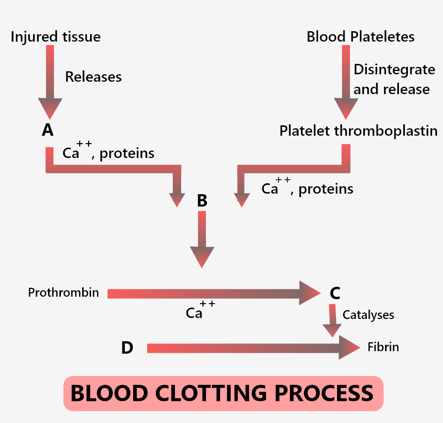 Identify The Components Labeled Ad In The Given Flow Class 11 Biology Cbse