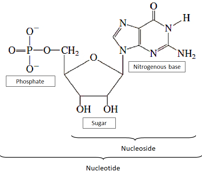 A Nucleotide Is Made Up Of (A)A Carboxyl, A Sugar, And A Phosphate (B)A  Phosphate, An Amino Acid, And A Carboxyl (C)An Amino Acid, A Carboxyl, And  A Phosphate(D) A Sugar, A