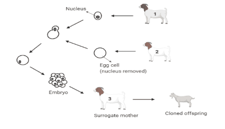 The diagram shows the cloning of an animal. Which of the following options  will be most closely related to the mitochondrial DNA of the cloned animal?A.  Nuclear DNA of animal 1B. Nuclear