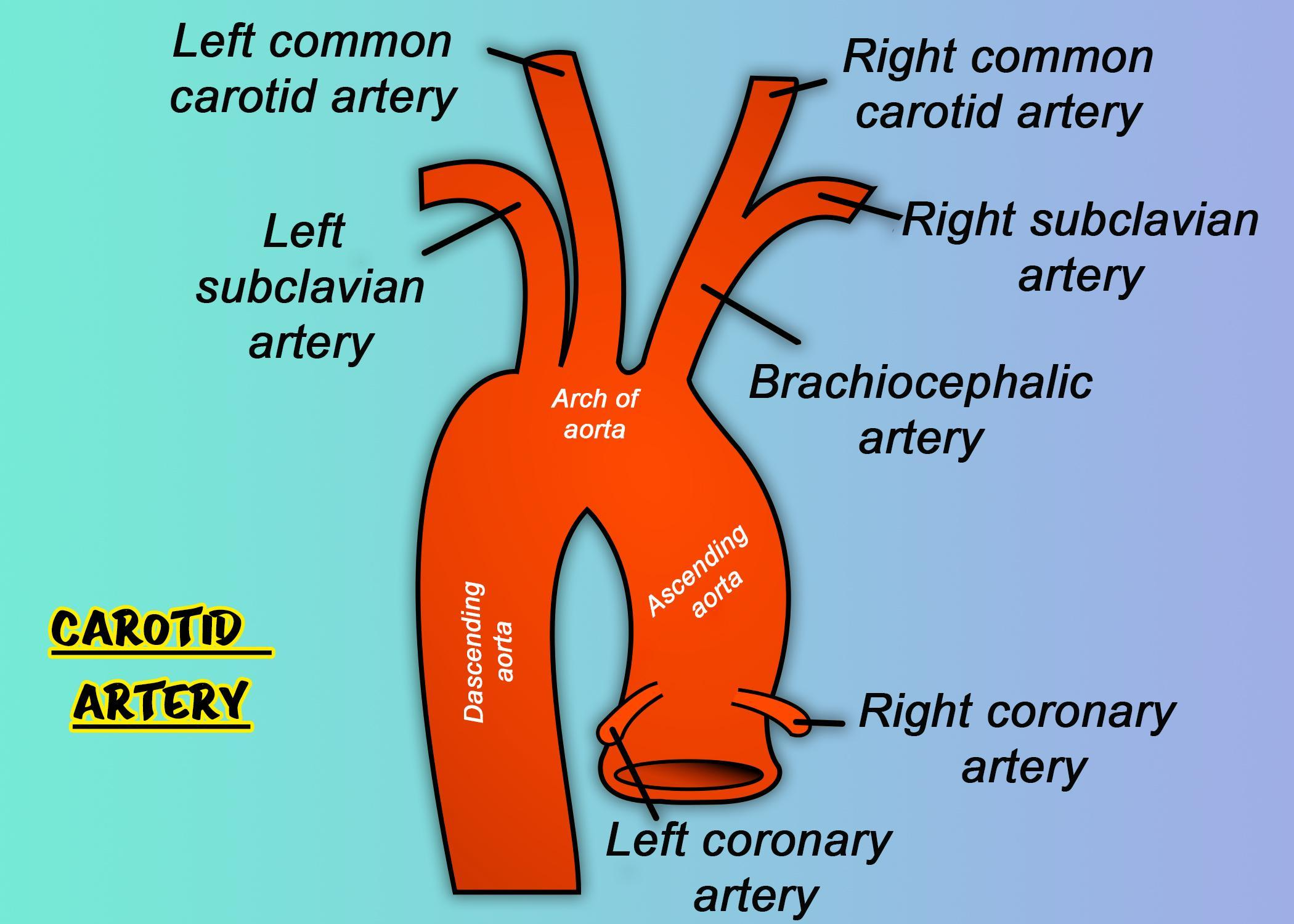Superficial Carotid Artery Common Carotid Artery Anatomy DONVOJ Superficial Carotid Artery Common Carotid Artery Anatomy DONVOJ