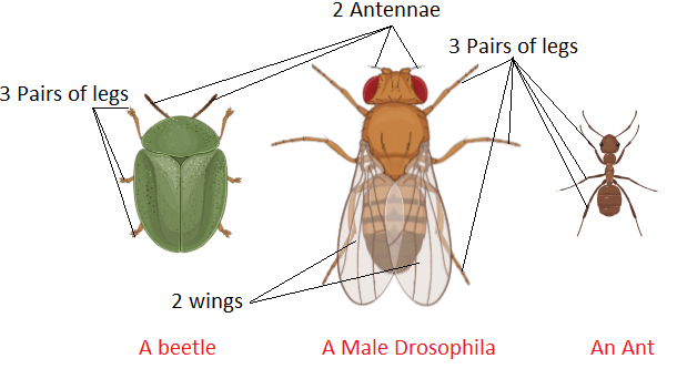 Most of the adult insects have six legs andA. Two antennae and four wingsB.  Four antennae and four wingsC. Two antennae and two or four wingsD. Four  wings and four eyes
