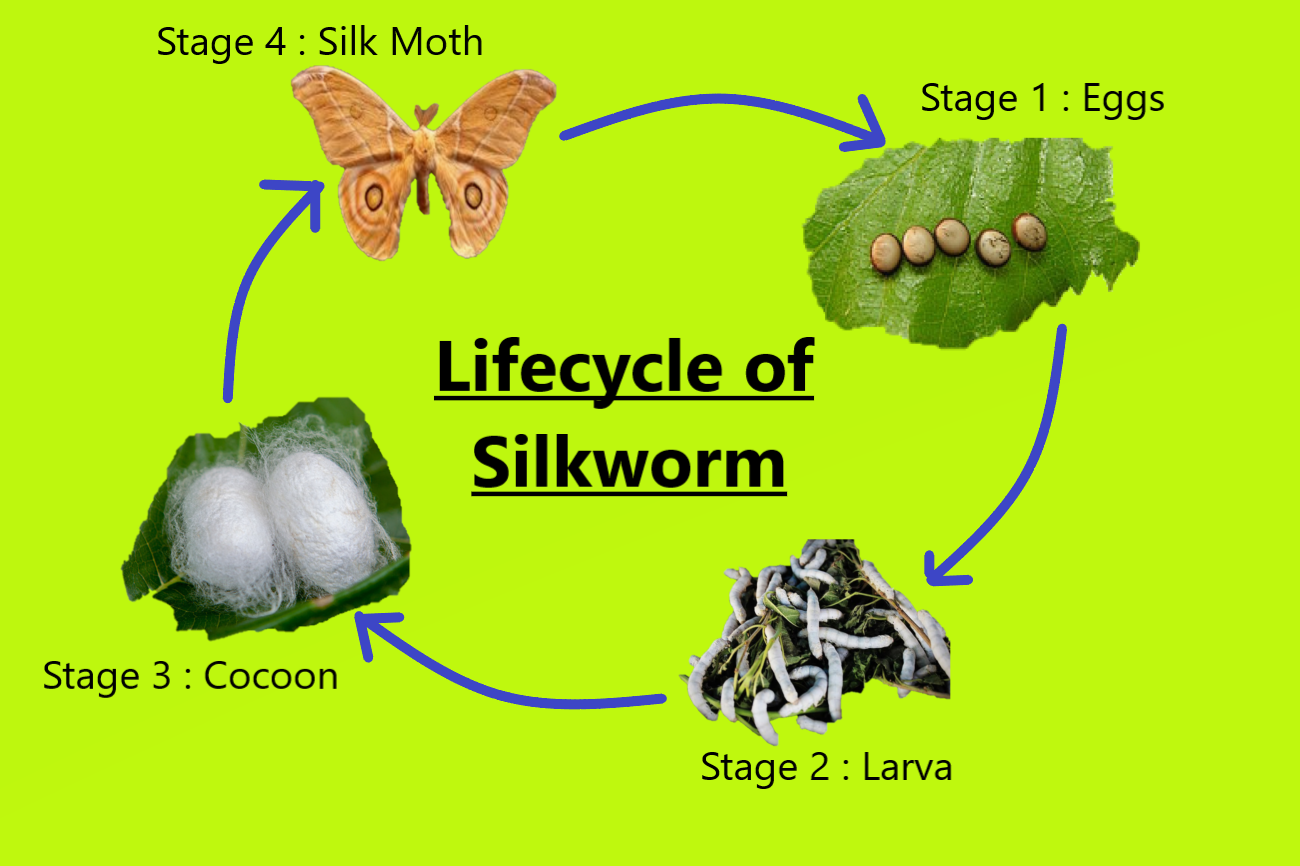 The Rearing Of Silkworm For The Production Of Silk Class 12 Biology Cbse