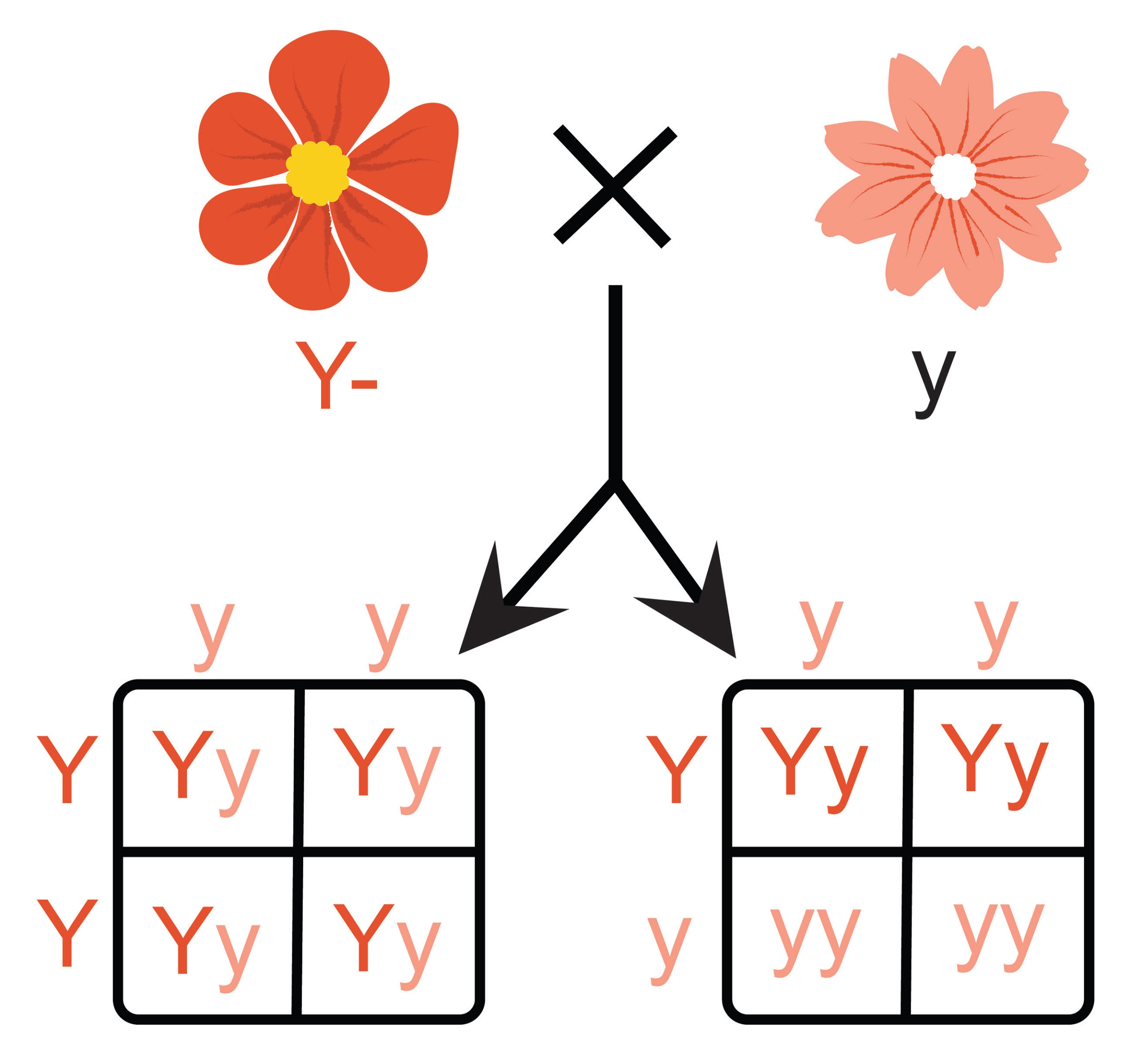 assignment on test cross