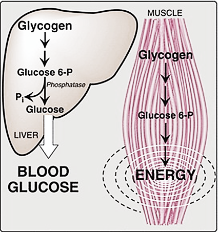 Glycogen Is Stored In A Liver And Muscles B Liver Only Class 11 Biology Cbse