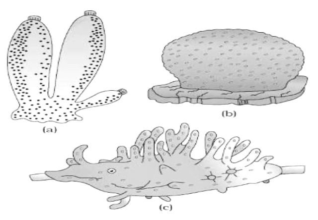 spongilla