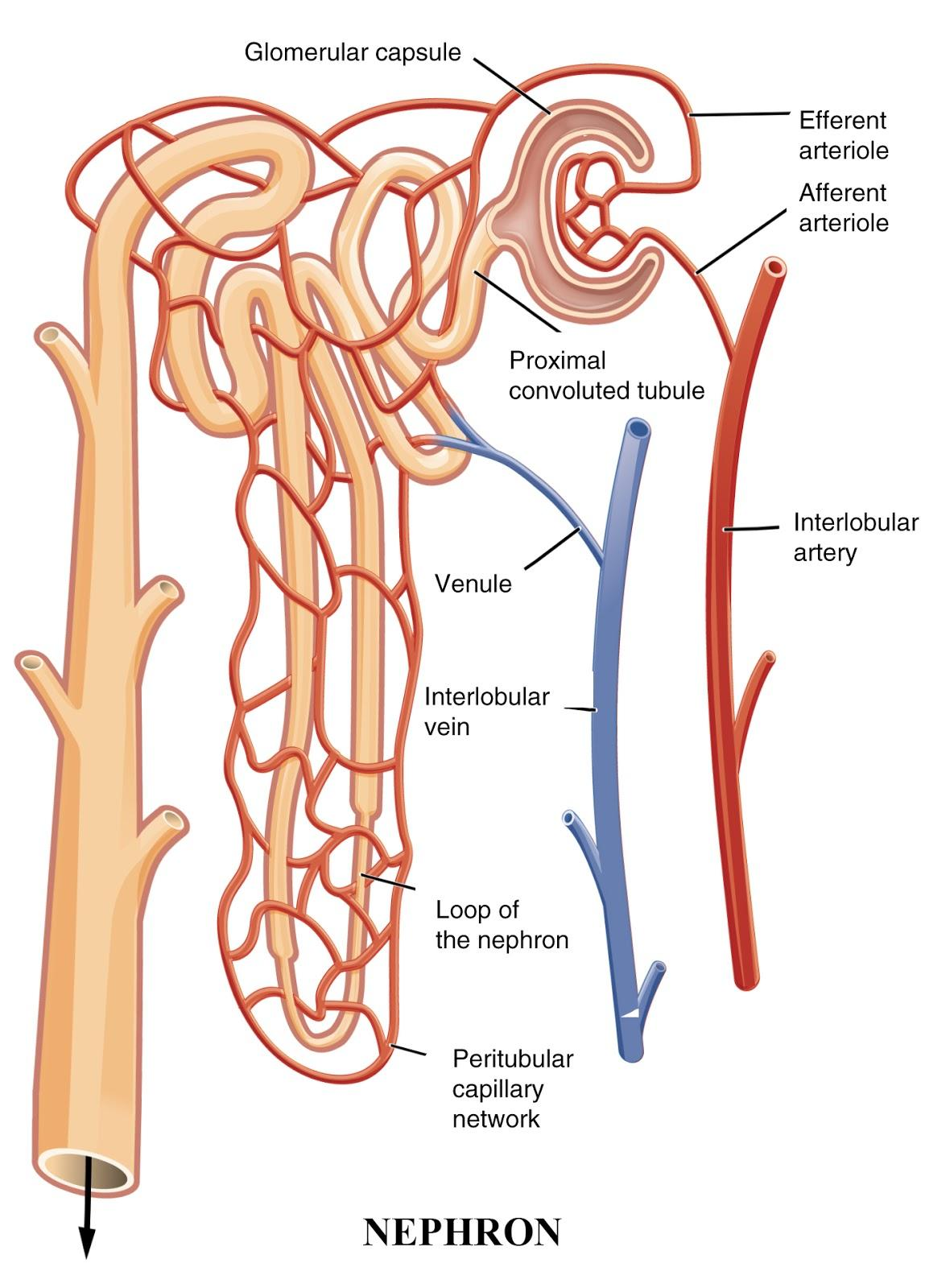 What s The Difference Between The Efferent Arteriole And Afferent 