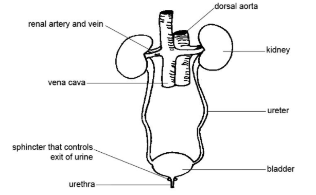 Premium Vector | Anatomy of the kidneys urinary system vector drawing