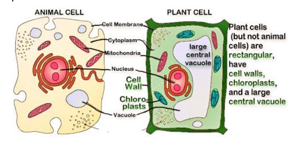 Why do plants have a larger vacuole than animal cells?