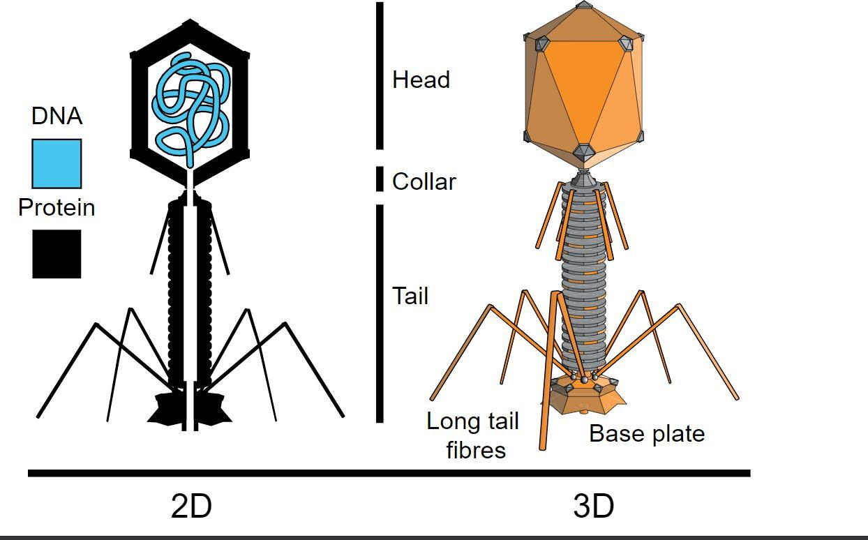 Draw a labeled diagram of bacteriophage class 12 biology CBSE