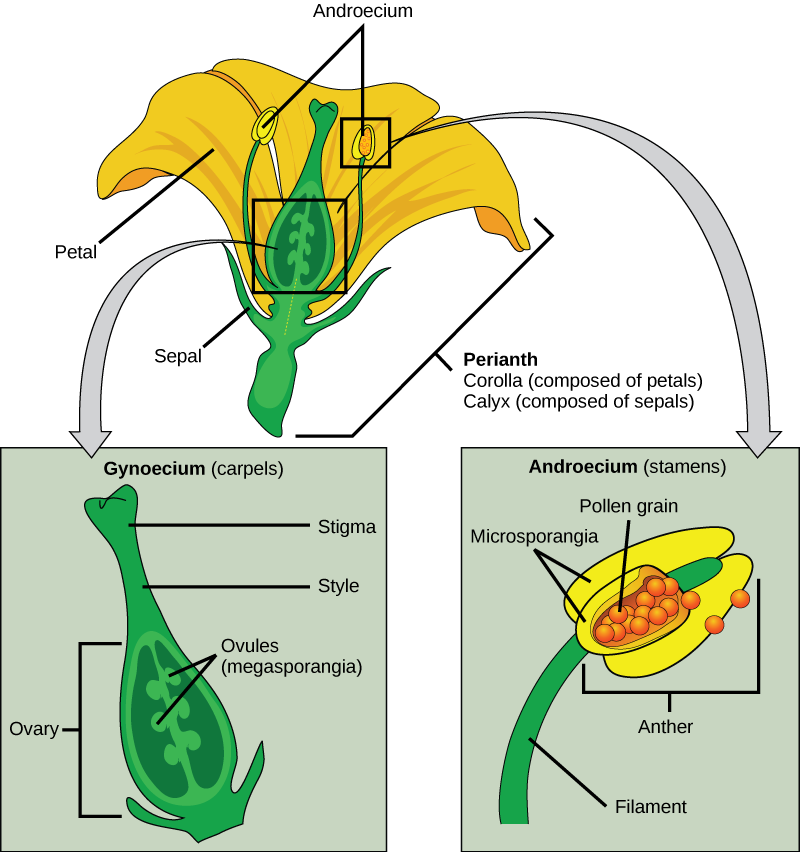 What Are The Sexual Parts Of The Flower