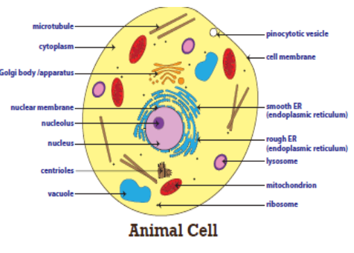 Which cell organelle is absent in an animal cell?A. A nucleusB. A cell  wallC. A large vacuoleD. Both B and C