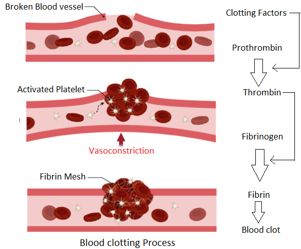 Briefly Describe The Stages In The Clotting Of Blo Class 11 Biology Cbse