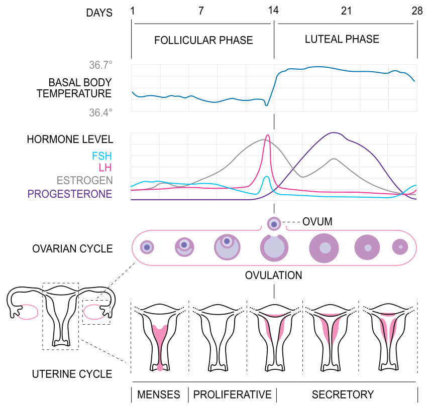 Describe The Various Stages Of The Menstrual Cycle Class 12 Biology Cbse