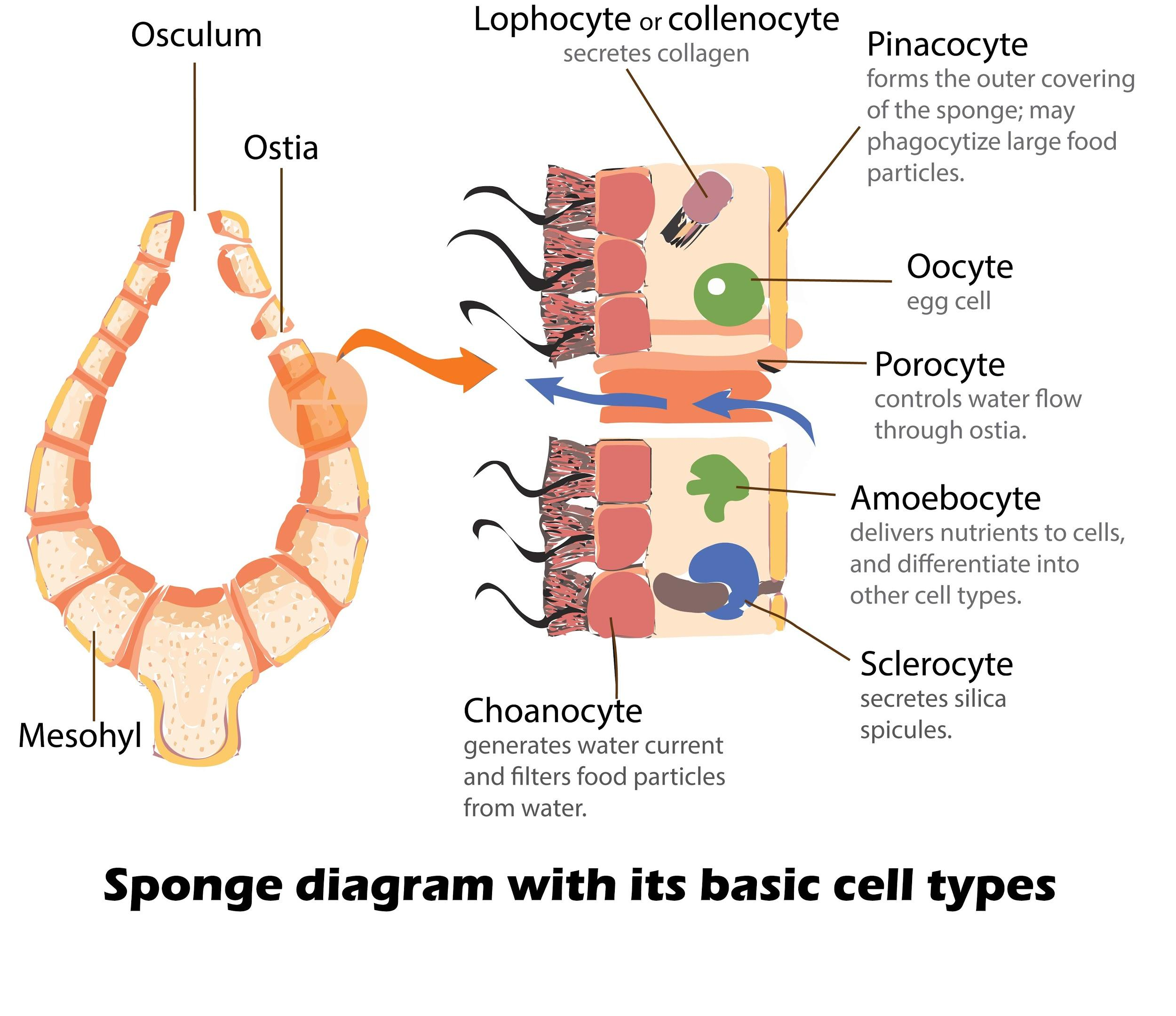 Collection 90+ Images why are the cells of the spongy layer packed so loosely Excellent