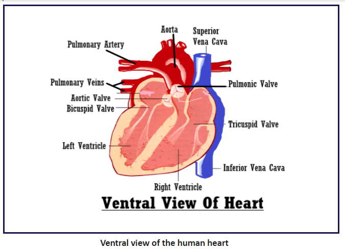 The structure and function of the heart  HealthyLivinggr