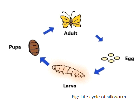 Life cycle of a Silkworm Coloring Clipart by Clipart Creationz | TPT