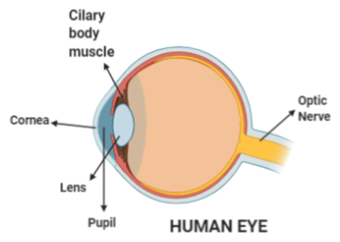 ketting commentator Goneryl Protein present in eye lens isA. OpsinB. CollagenC. CrystallinD. Rhodopsin