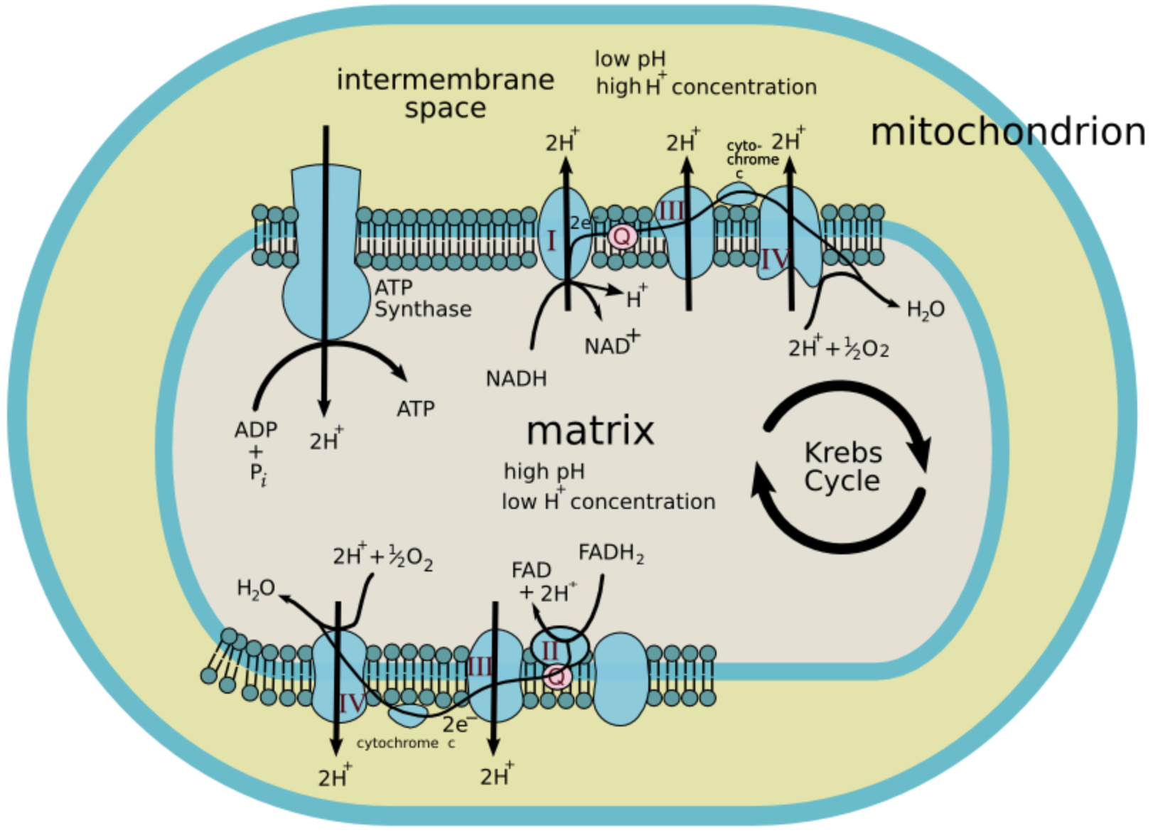 Krebs Cycle And Electron Transport Chain