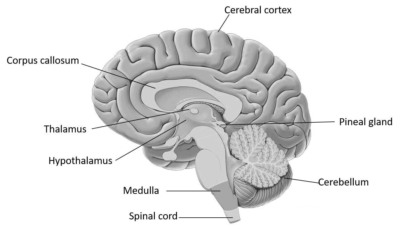 Human brain lateral view hand drawing vintage Vector Image