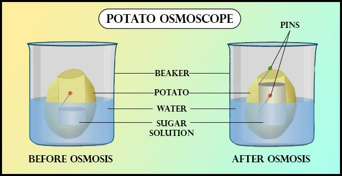 osmosis-beaker-worksheet-answers-osmosis-beaker-key-osmosis-cell-biology-you-now-add-the-two