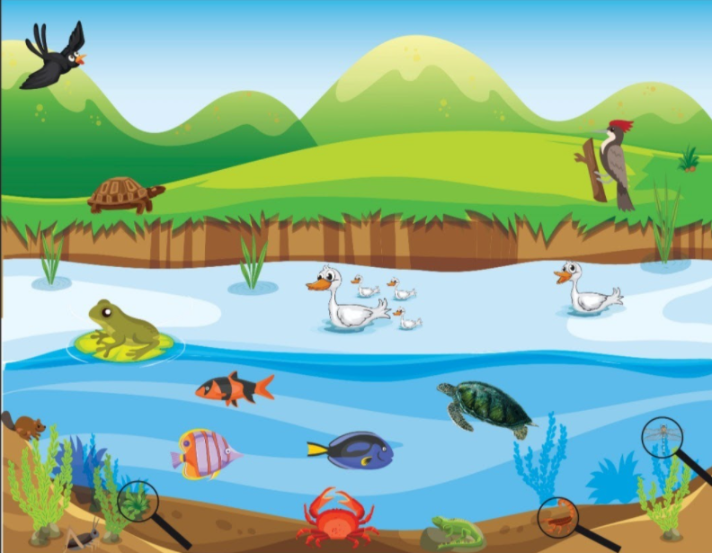 Give examples of animals found in freshwater habitat.