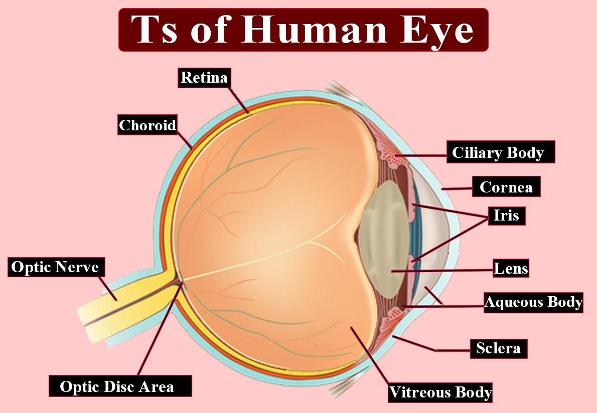 Compare A Human Eye With A Photographic Camera 