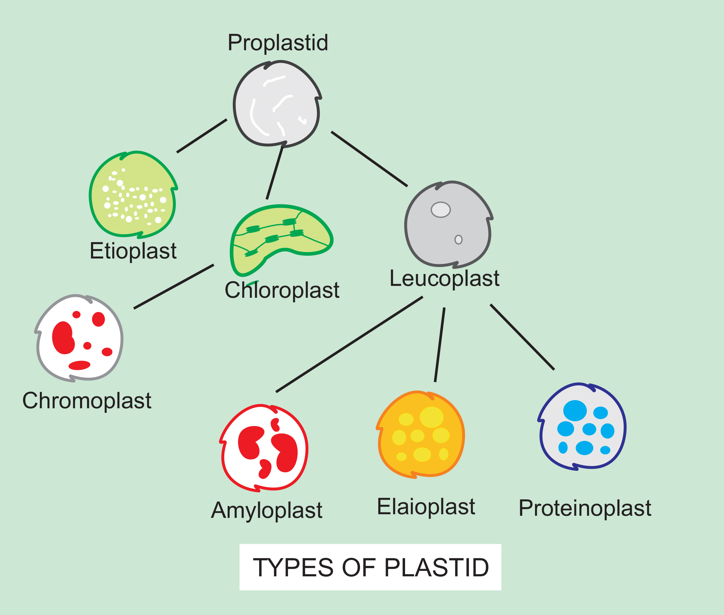 The colourless plastids are called as……………….and their main function is  …………….(a) Chloroplasts, photosynthesis(b) Leucoplasts, respiration(c)  Chromoplasts, protection from sunlight(d) Leucoplasts, storage of food