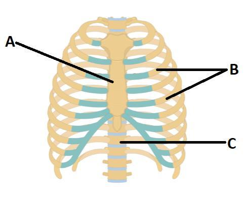 thoracic cage diagram labeled