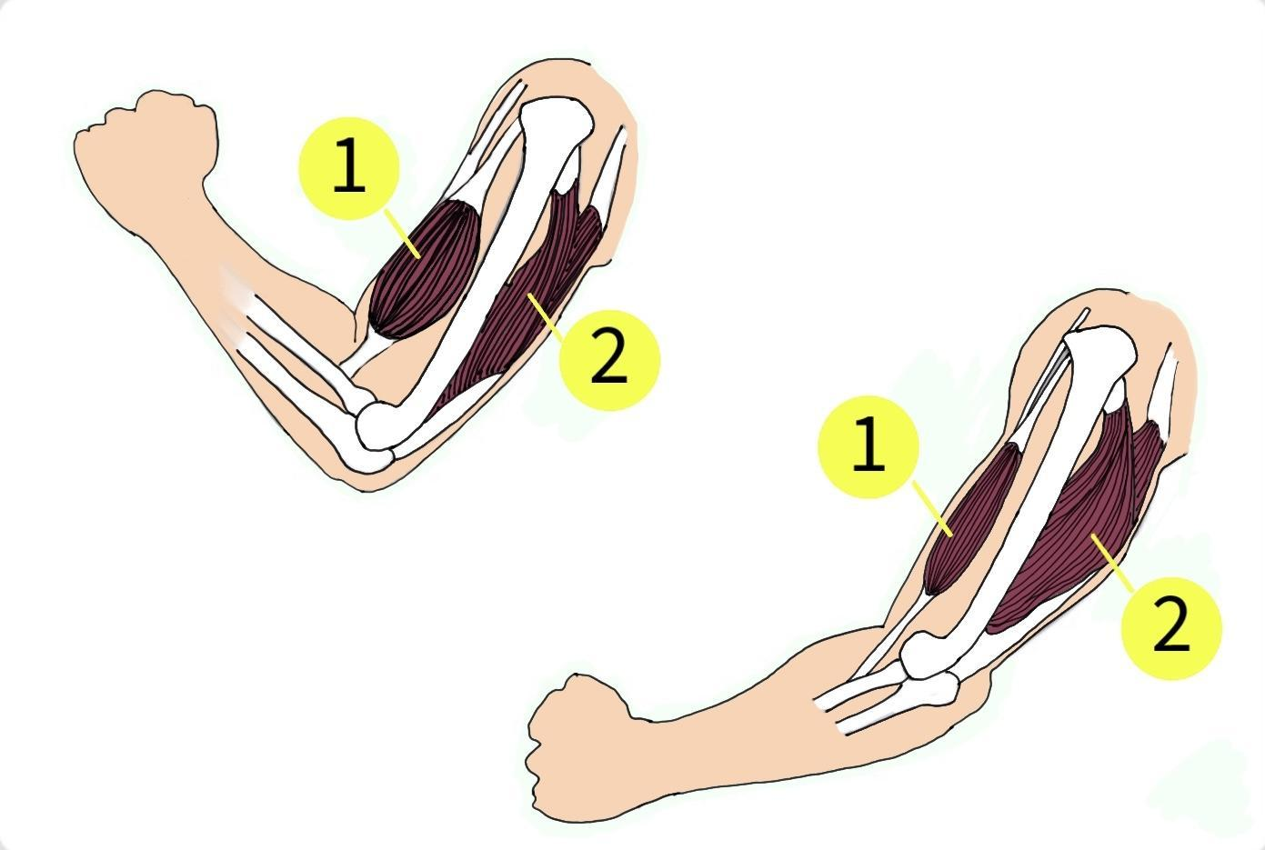 Contracting and relaxing of arms biceps and triceps muscles