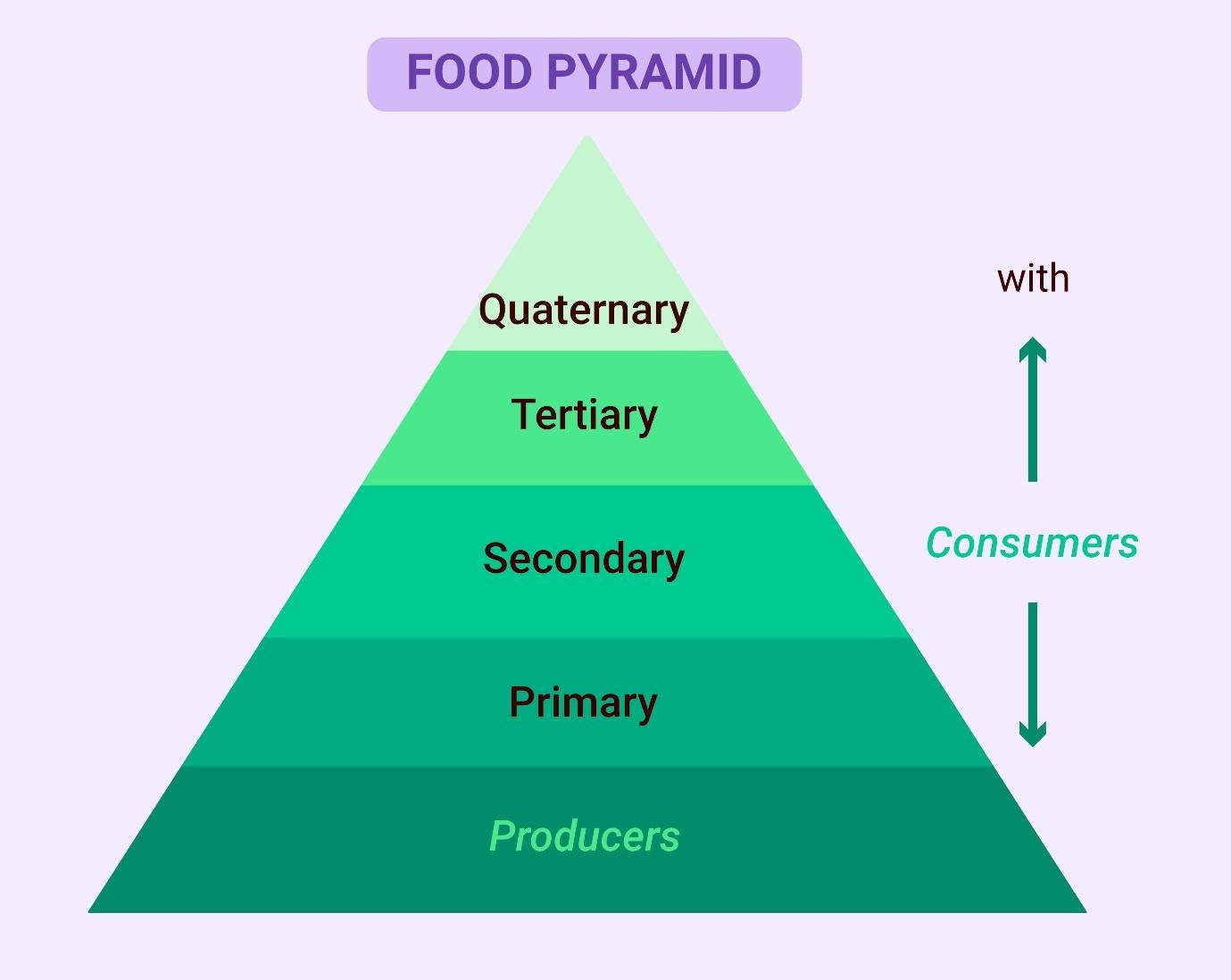 Science Matters Food Chain To Food Pyramid - vrogue.co