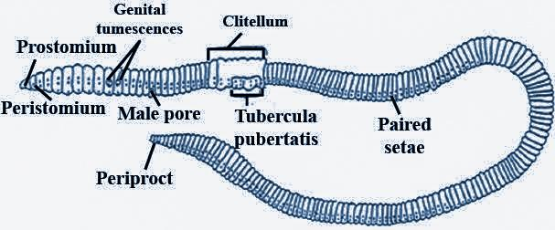 Clitellum in earthworm are present in which of the following segments?A.  19, 20, 21B. 14, 15, 16C. Last 3 segmentsD. First three