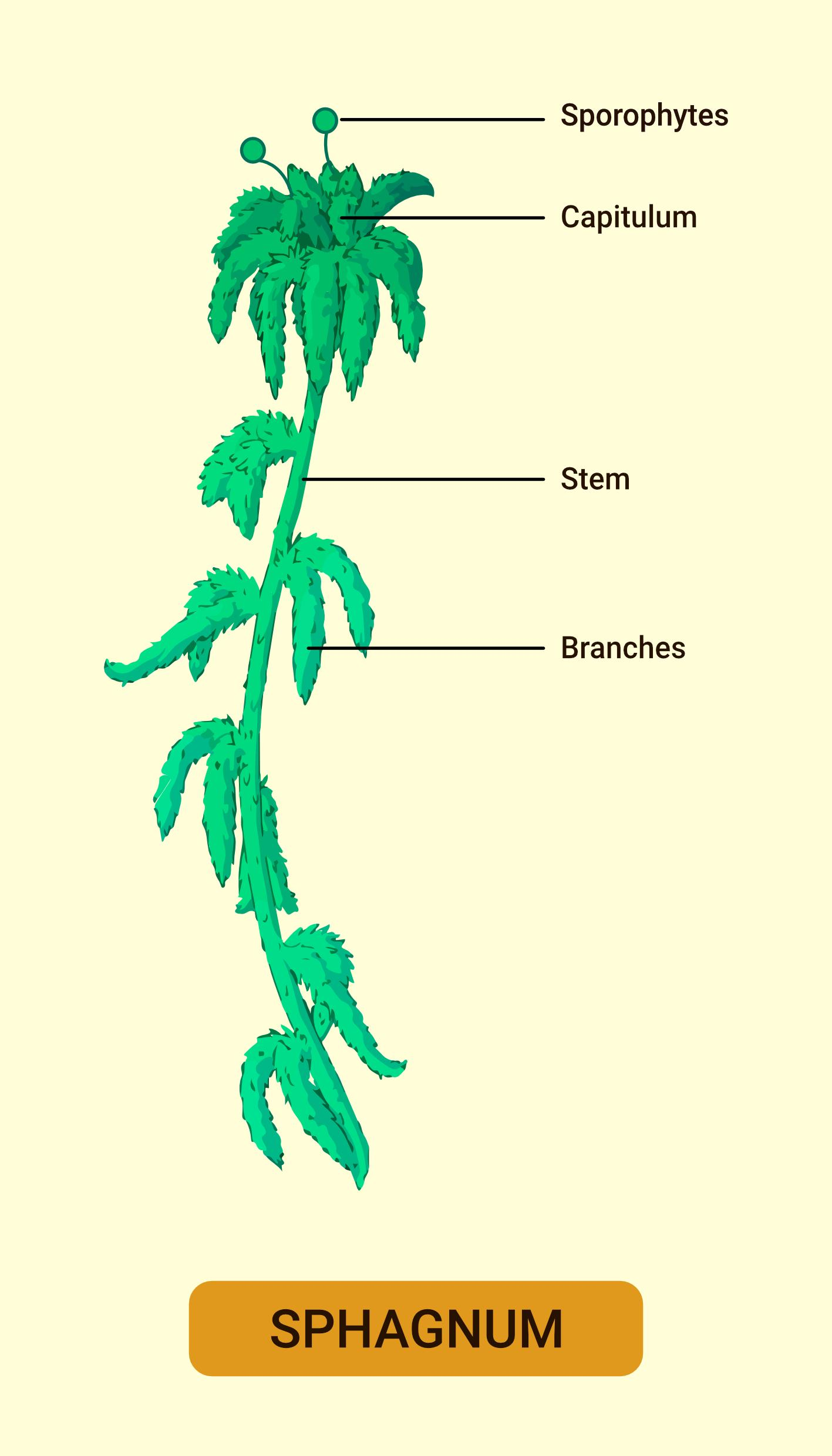 Sphagnum Moss Diagram